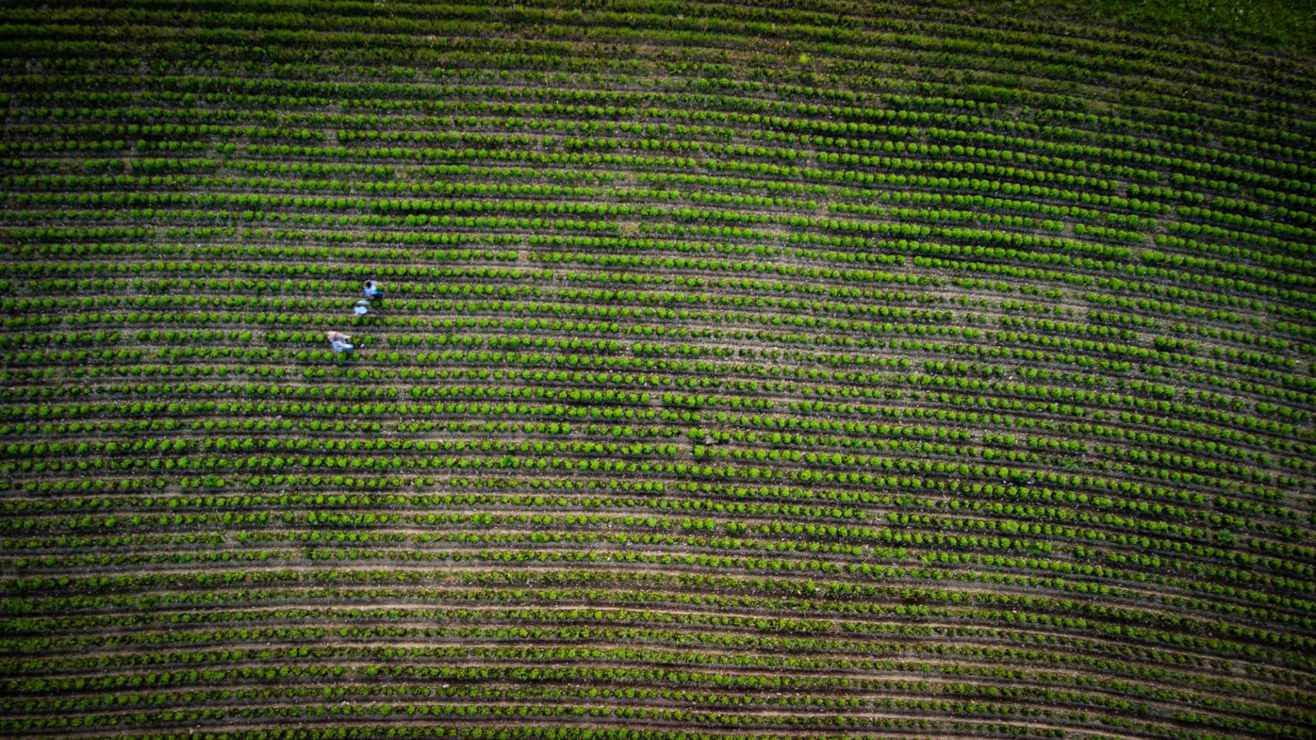 Uprostřed našeho meduňkového pole